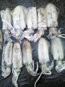 あやこ☆先生のハッピー♪ラッキー♪大好き~♪