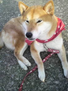 あやこ☆先生のハッピー♪ラッキー♪大好き～♪