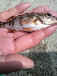 あやこ☆先生のハッピー♪ラッキー♪大好き~♪