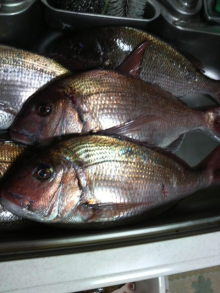 あやこ☆先生のハッピー♪ラッキー♪大好き~♪