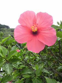 あやこ☆先生のハッピー♪ラッキー♪大好き~♪