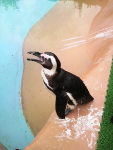 あやこ☆先生のハッピー♪ラッキー♪大好き～♪