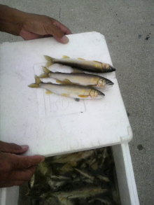 あやこ☆先生のハッピー♪ラッキー♪大好き～♪