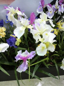 あやこ☆先生のハッピー♪ラッキー♪大好き~♪