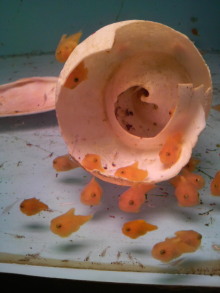 あやこ☆先生のハッピー♪ラッキー♪大好き～♪