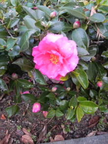 あやこ☆先生のハッピー♪ラッキー♪大好き~♪