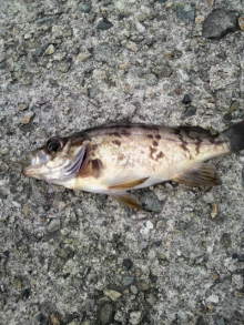 あやこ☆先生のハッピー♪ラッキー♪大好き～♪