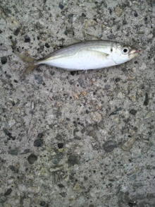 あやこ☆先生のハッピー♪ラッキー♪大好き～♪