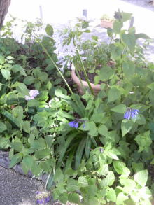 あやこ☆先生のハッピー♪ラッキー♪大好き～♪