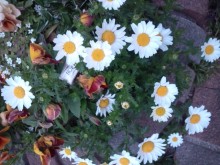 あやこ☆先生のハッピー♪ラッキー♪大好き～♪