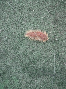 森川　あやこの☆ハッピー♪ラッキー♪大好き～♪