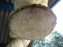 森川 あやこの☆ハッピー♪ラッキー♪大好き~♪