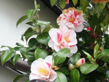 森川　あやこの☆ハッピー♪ラッキー♪大好き～♪