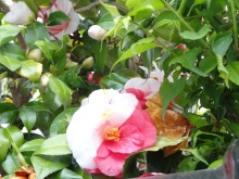 森川　あやこの☆ハッピー♪ラッキー♪大好き～♪