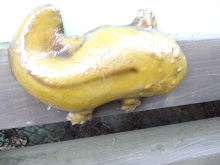 森川　あやこの☆ハッピー♪ラッキー♪大好き～♪