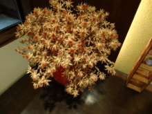 森川　あやこの☆ハッピー♪ラッキー♪大好き～♪